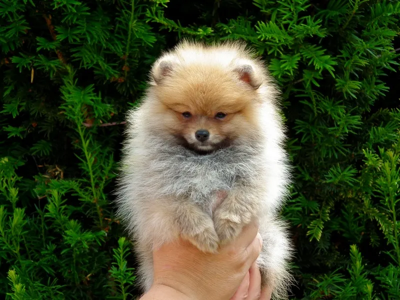 Nemački špic na prodaju, Zrenjanin (2)