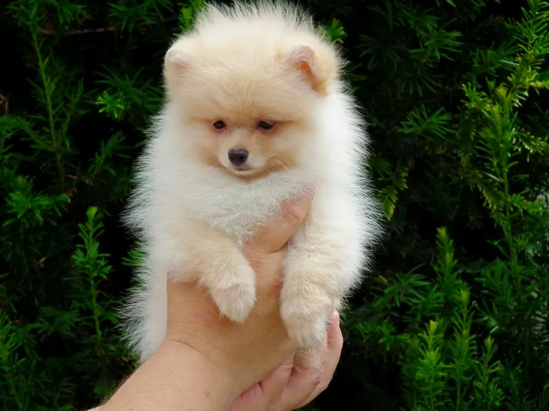 Nemački špic na prodaju, Zrenjanin (4)