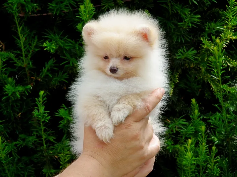 Nemački špic na prodaju, Zrenjanin (3)