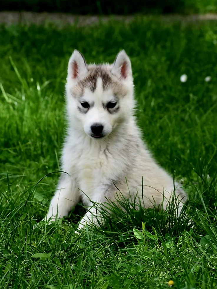 Sibirski haski na prodaju, Novi Sad