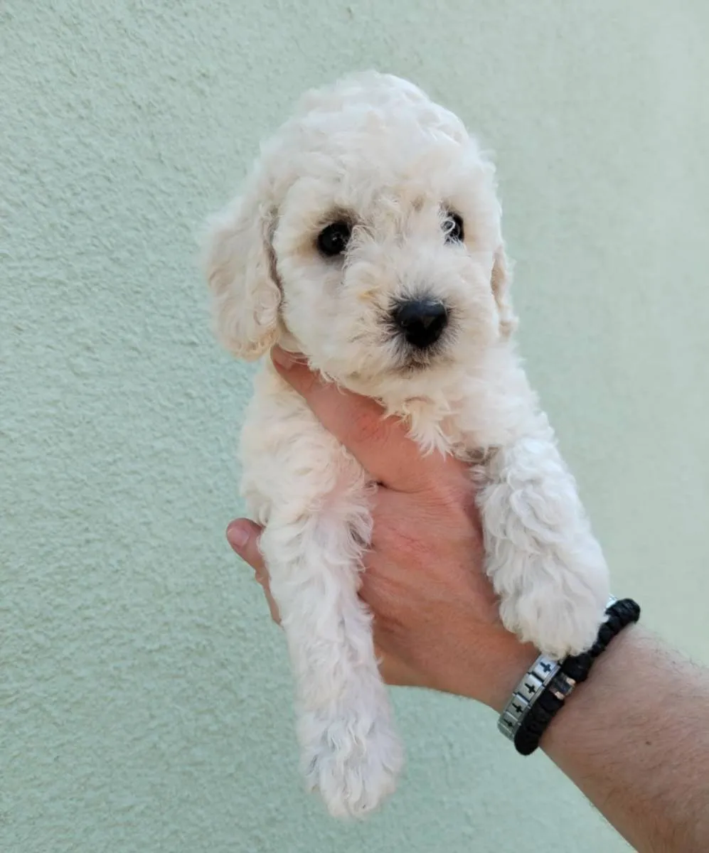 Pudla (patuljasta) na prodaju, Subotica