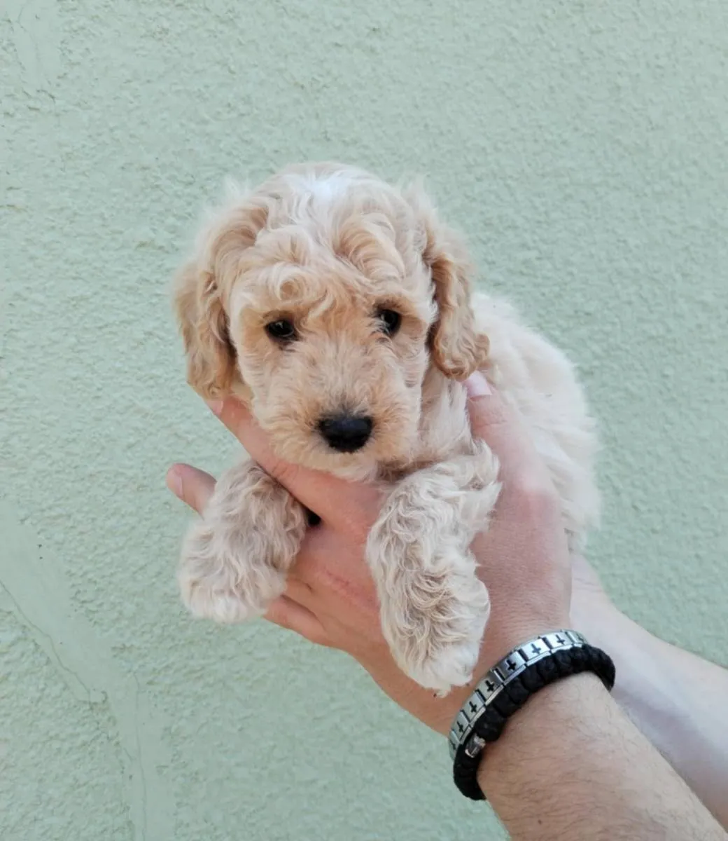 Pudla (patuljasta) na prodaju, Subotica (2)