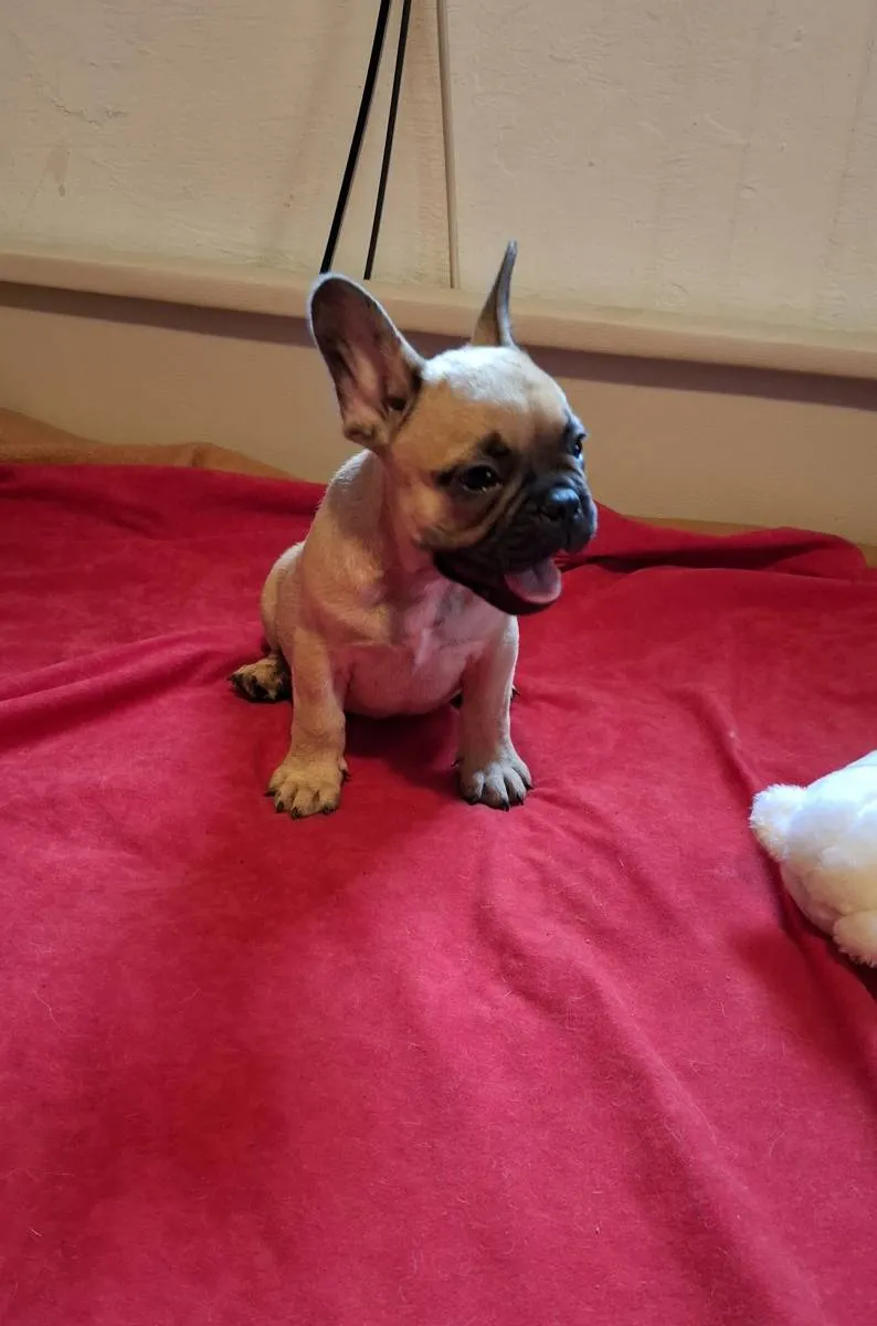 Francuski buldog na prodaju, Subotica (3)