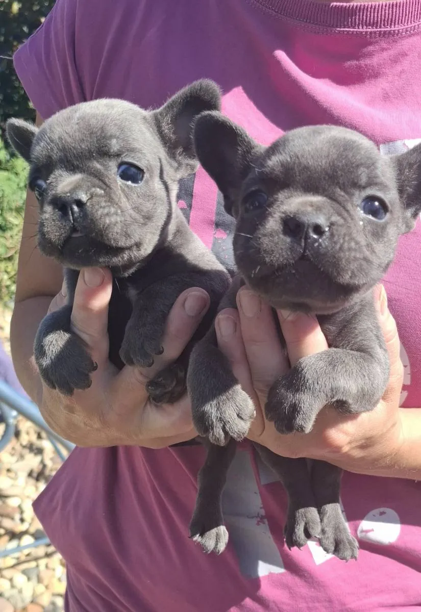 Francuski buldog na prodaju, Subotica