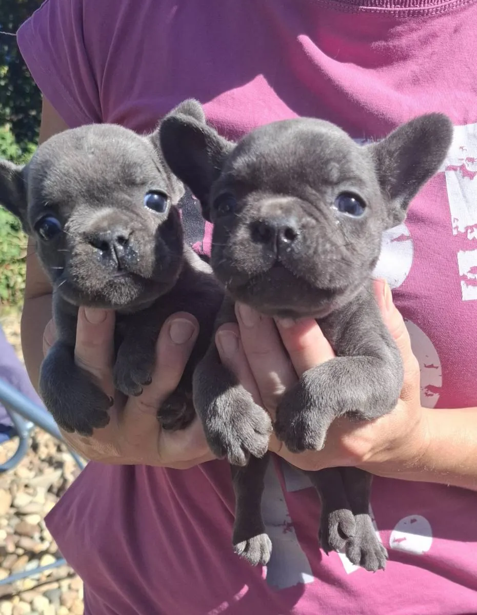 Francuski buldog na prodaju, Subotica (2)