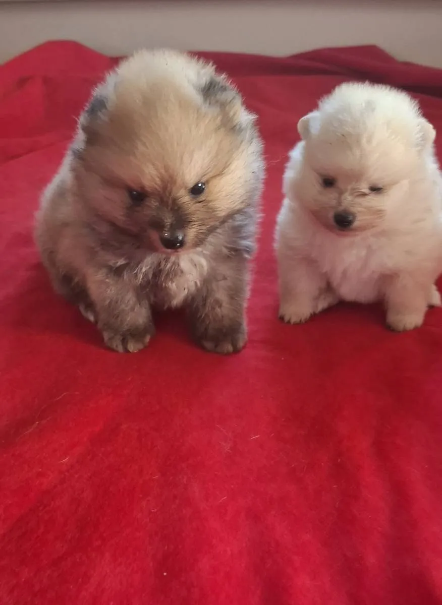 Nemački špic na prodaju, Subotica