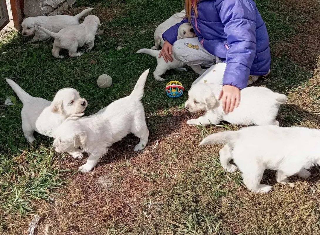 Zlatni retriver na prodaju, Subotica (2)