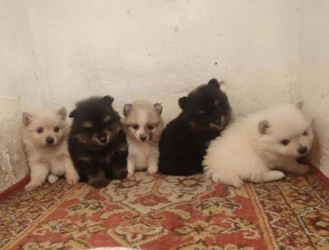 Nemački špic na prodaju, Subotica (2)