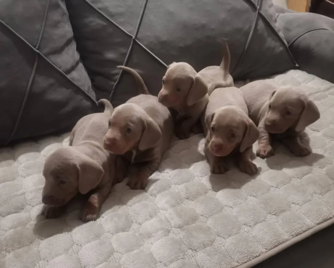 Jazavičar na prodaju, Zrenjanin