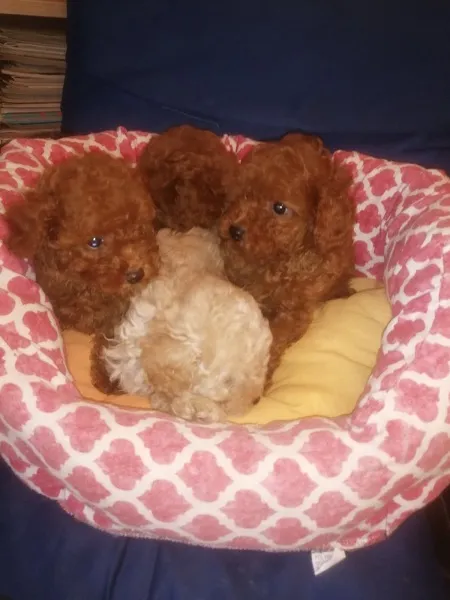 Pudla (patuljasta) na prodaju, Novi Sad (4)