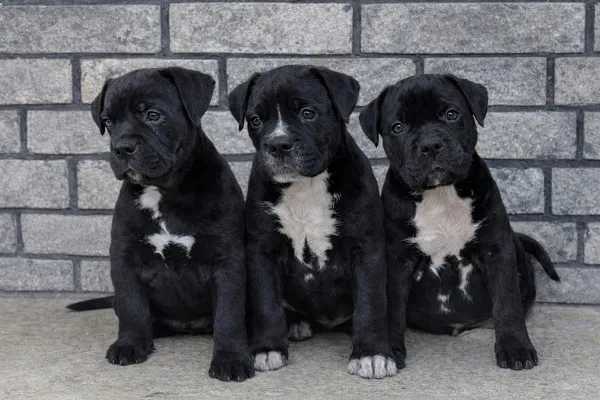 Ostalo na prodaju, Beograd (2)