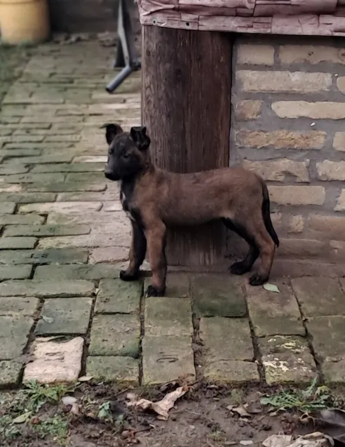 Belgijski ovčar na prodaju, Vrbas (2)