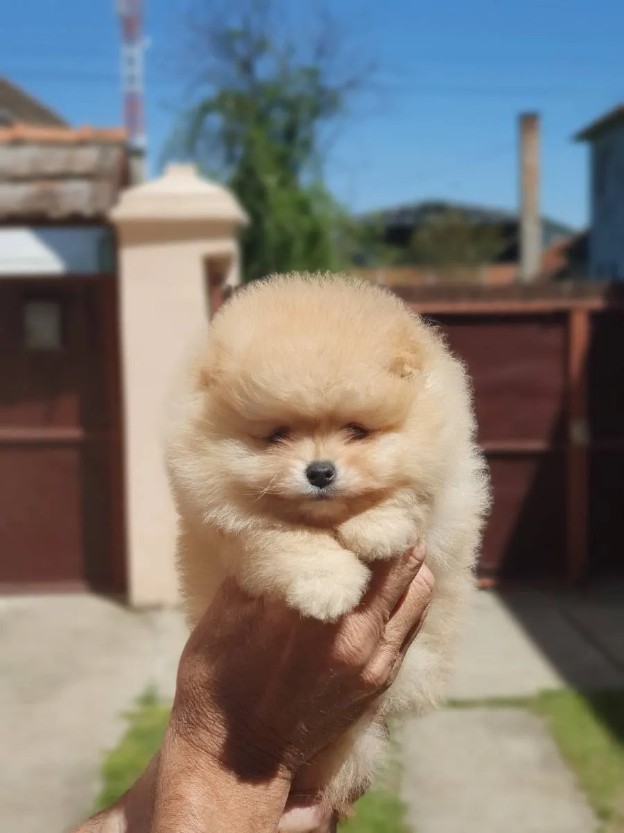 Nemački špic na prodaju, Novi Sad