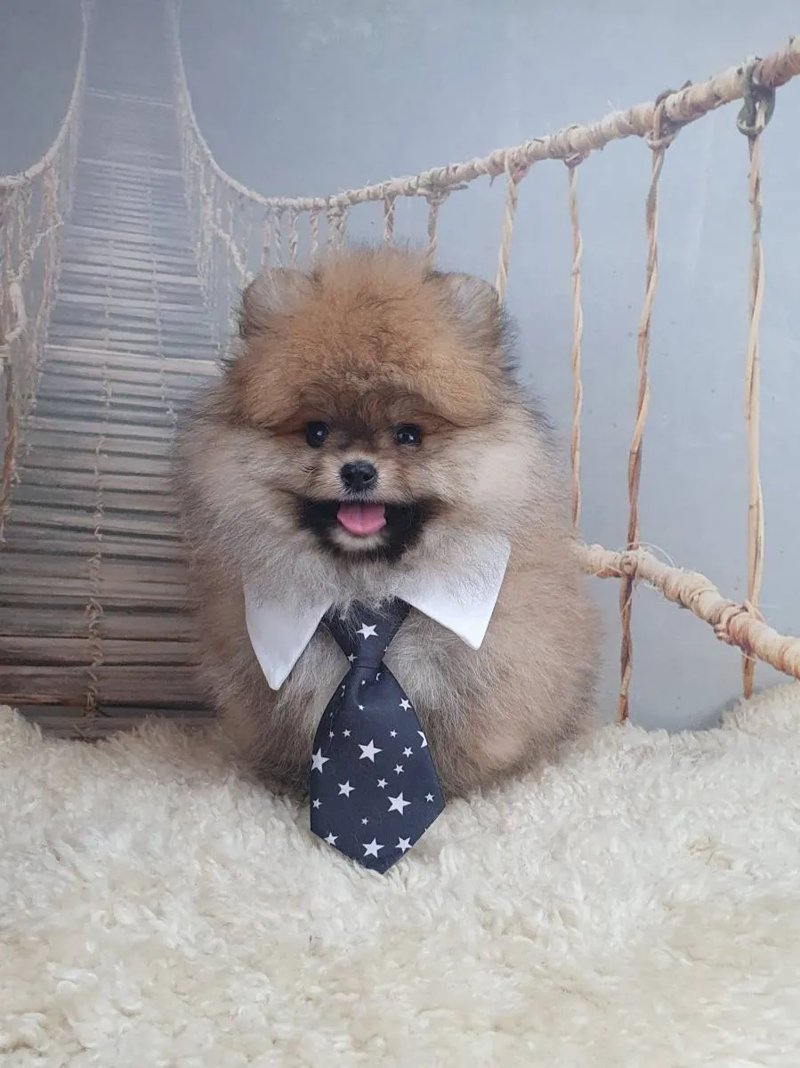 Nemački špic na prodaju, Novi Sad