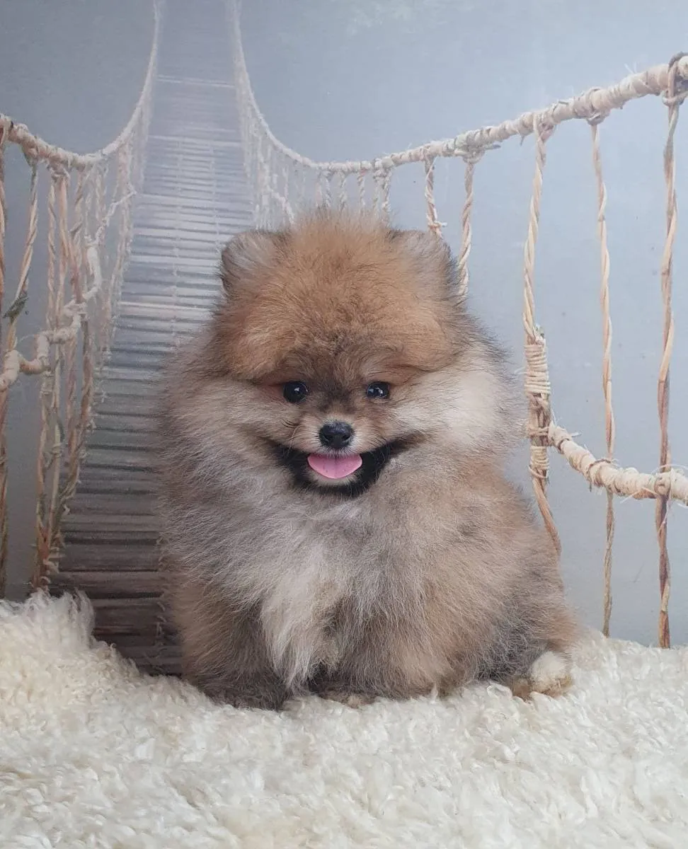 Nemački špic na prodaju, Novi Sad (2)