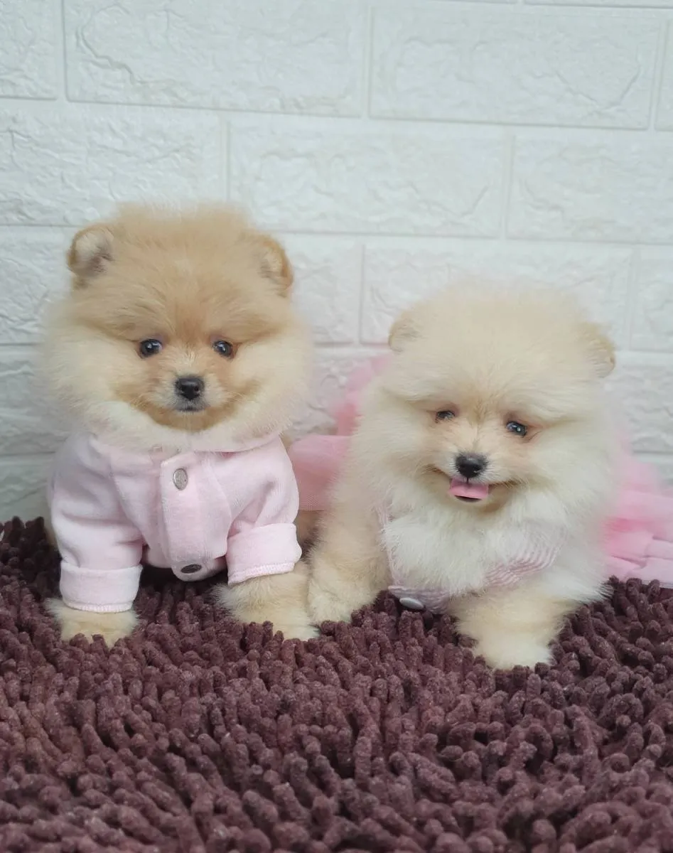 Nemački špic na prodaju, Novi Sad (3)