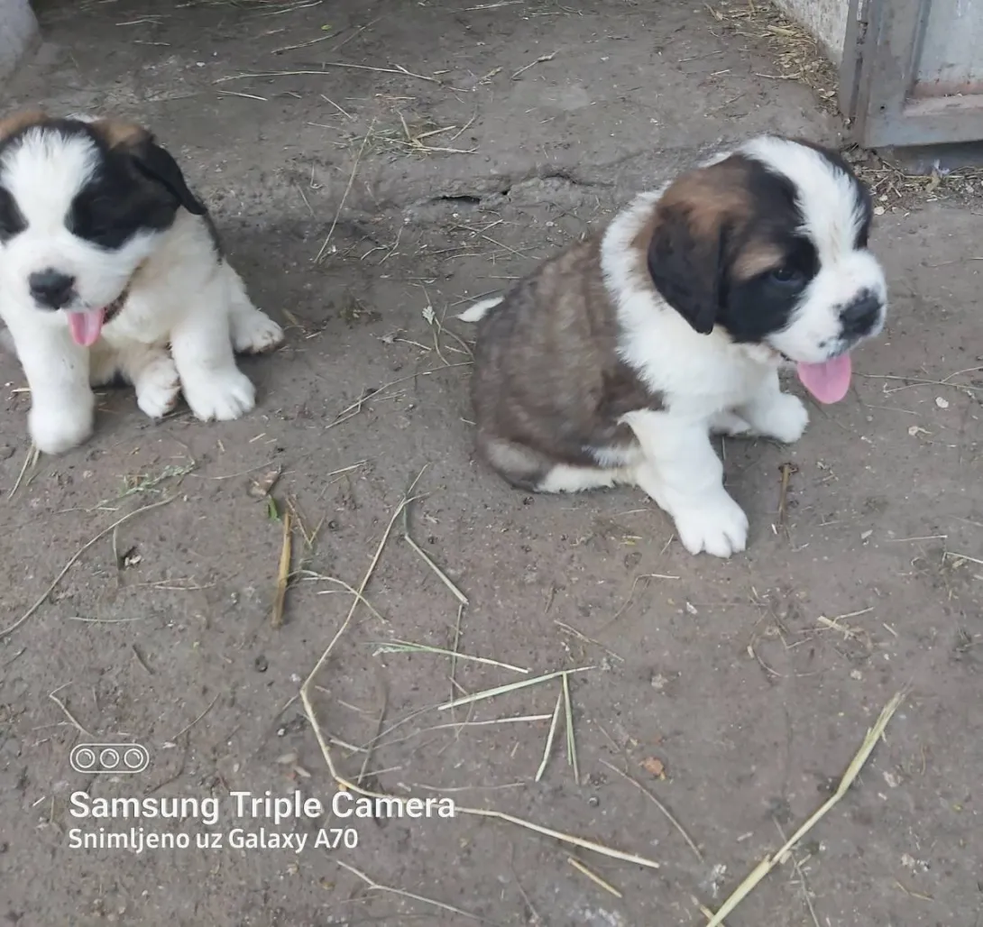 Bernardinac na prodaju, Subotica