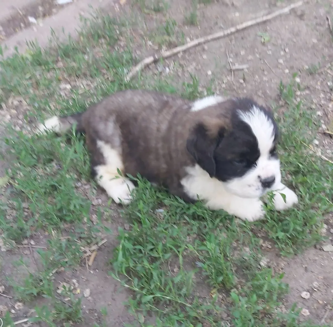 Bernardinac na prodaju, Subotica (2)