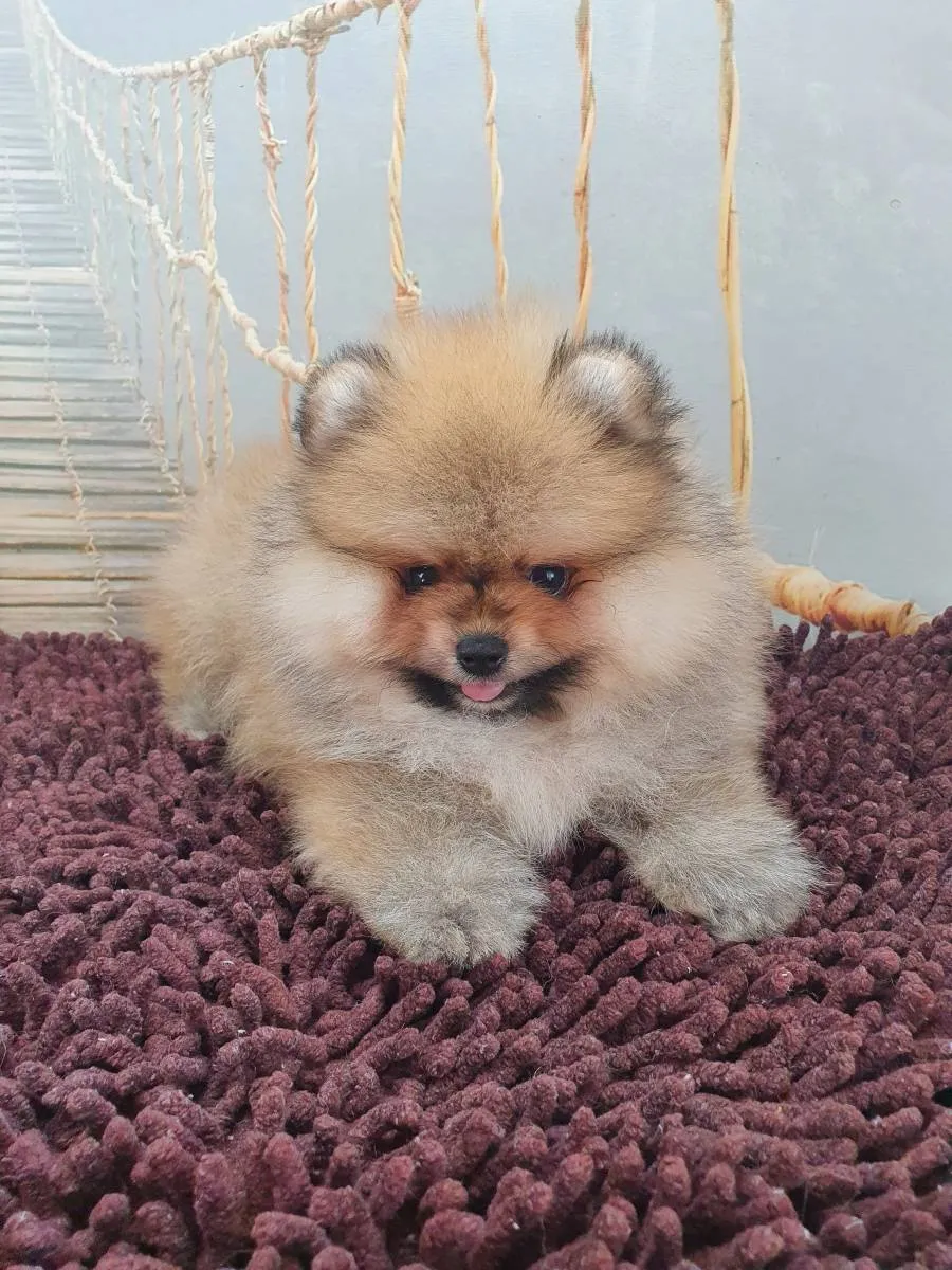 Nemački špic na prodaju, Novi Sad