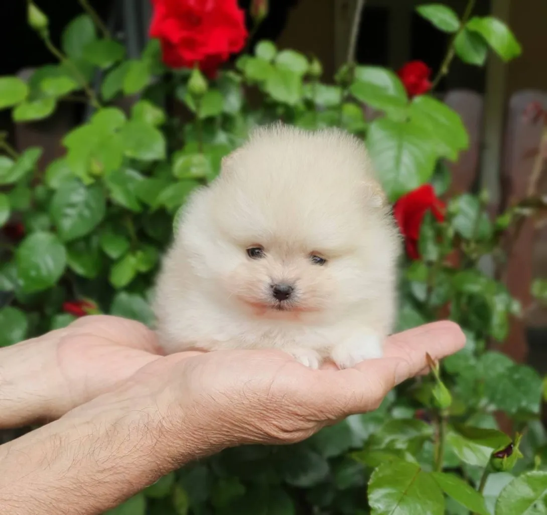 Nemački špic na prodaju, Novi Sad