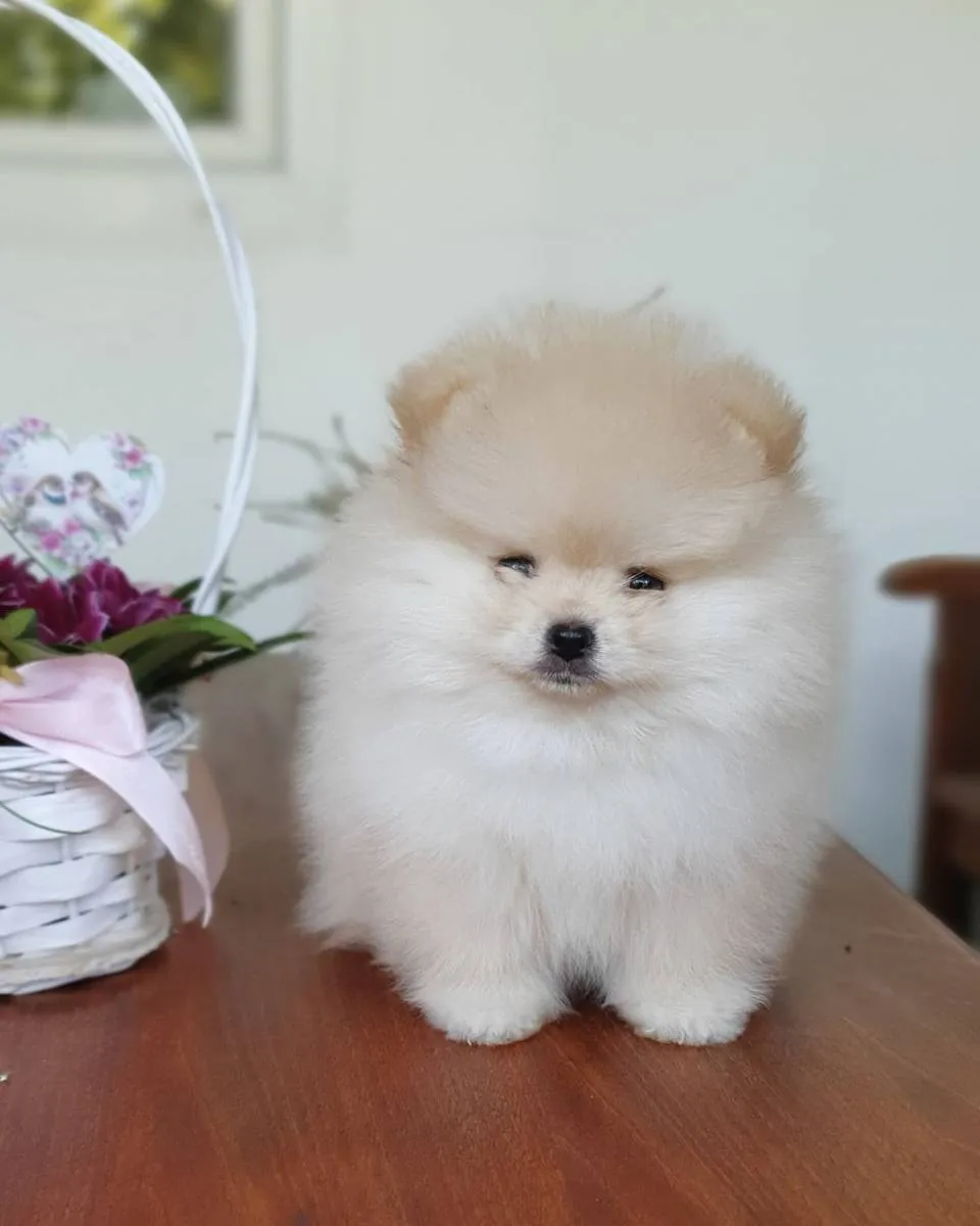 Nemački špic na prodaju, Novi Sad (2)