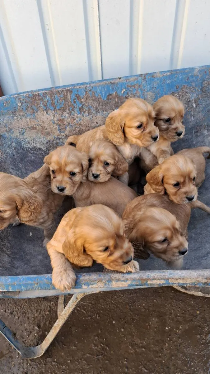 Engleski koker španijel na prodaju, Subotica