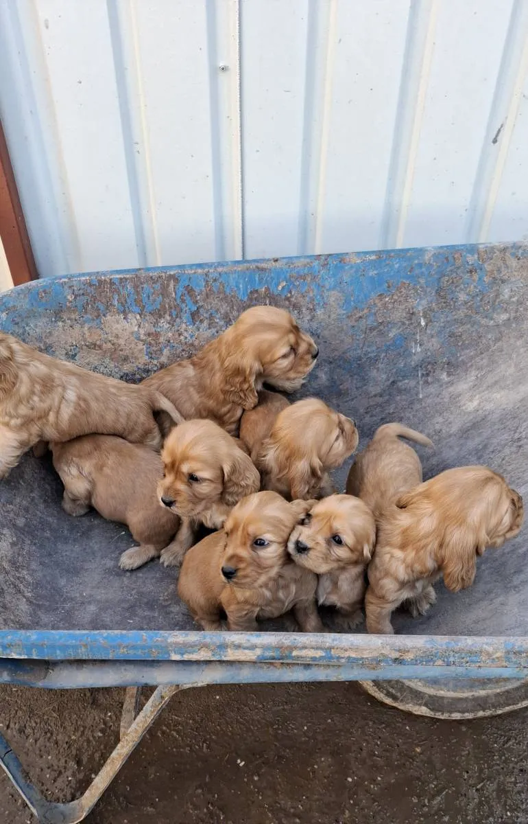 Engleski koker španijel na prodaju, Subotica (3)