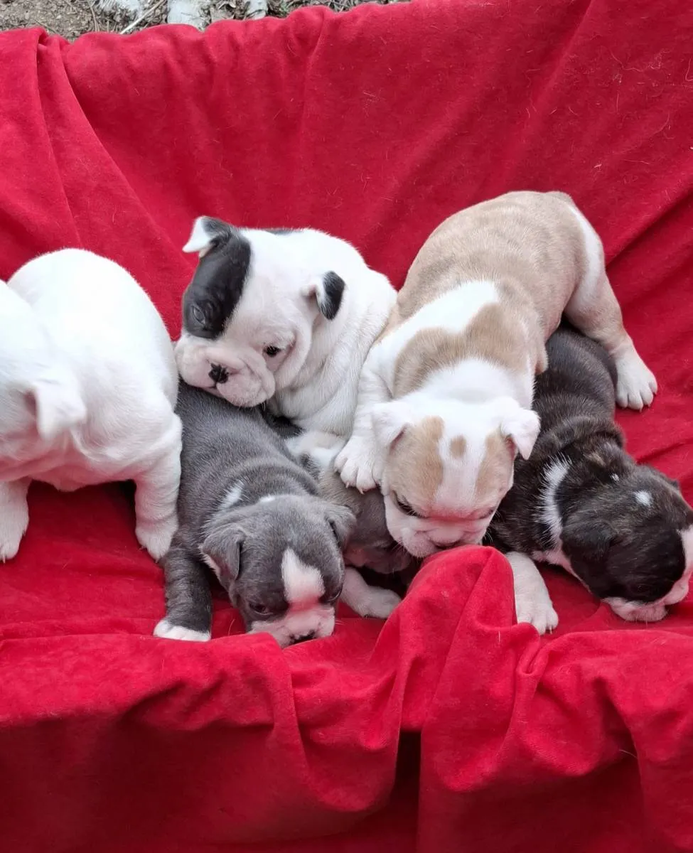 Buldog na prodaju, Subotica