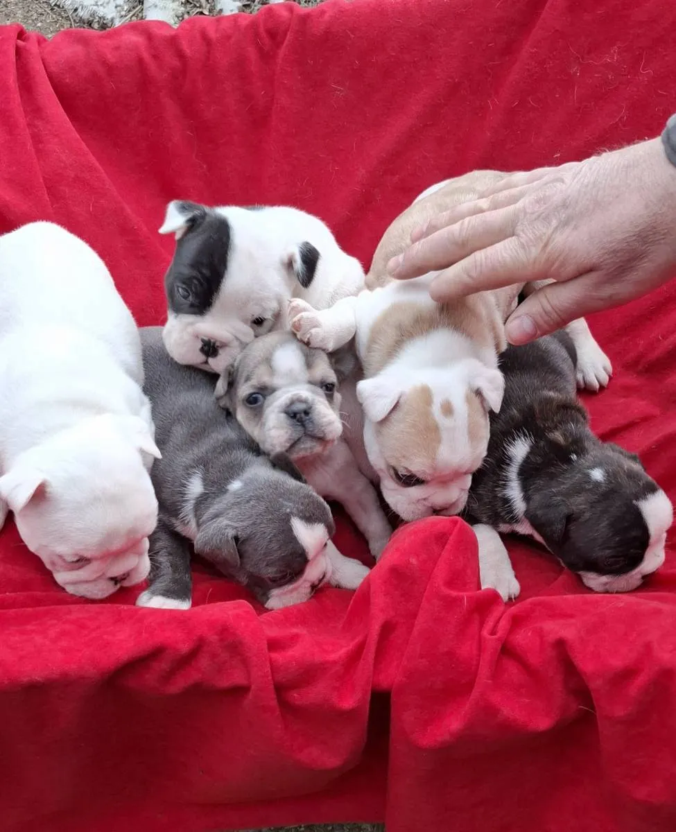 Buldog na prodaju, Subotica (2)