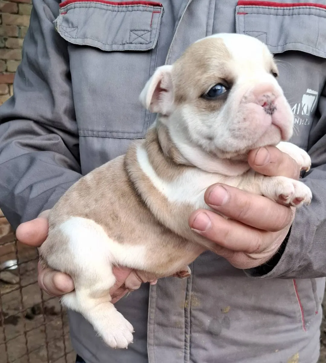 Buldog na prodaju, Subotica (3)