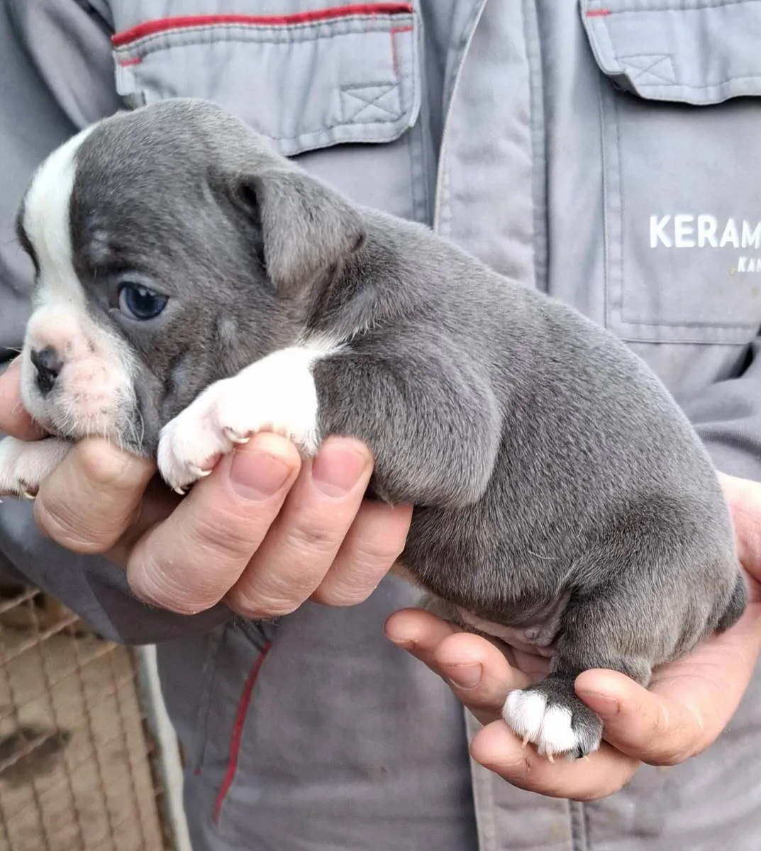 Buldog na prodaju, Subotica (5)