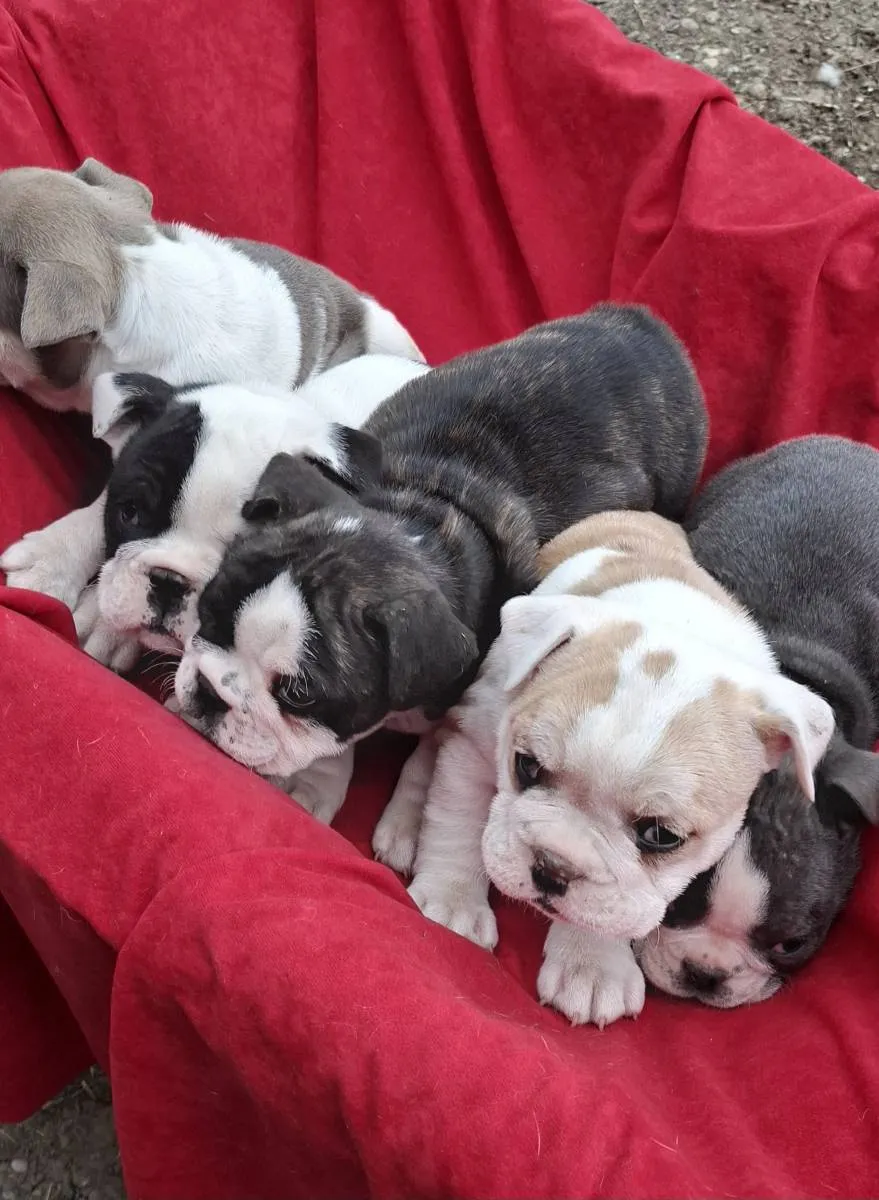 Buldog na prodaju, Subotica (6)