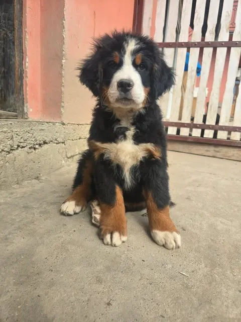 Bernski pastirski pas na prodaju, Novi Sad (2)