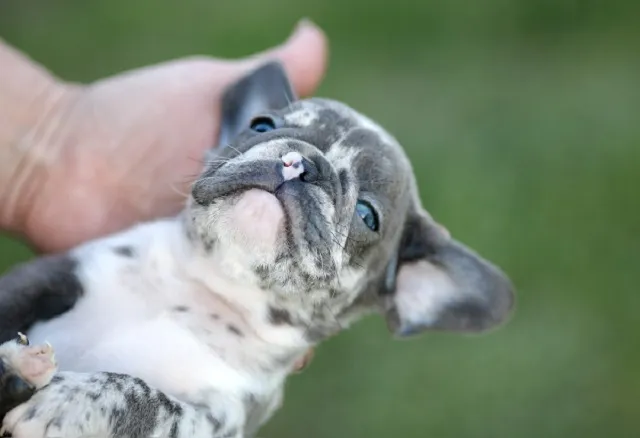 Francuski buldog na prodaju, Beograd (3)