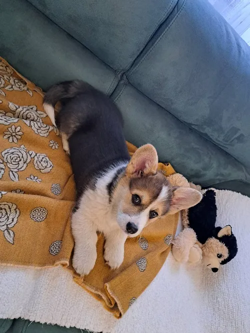 Velški korgi (pembrok) na prodaju, Subotica (3)