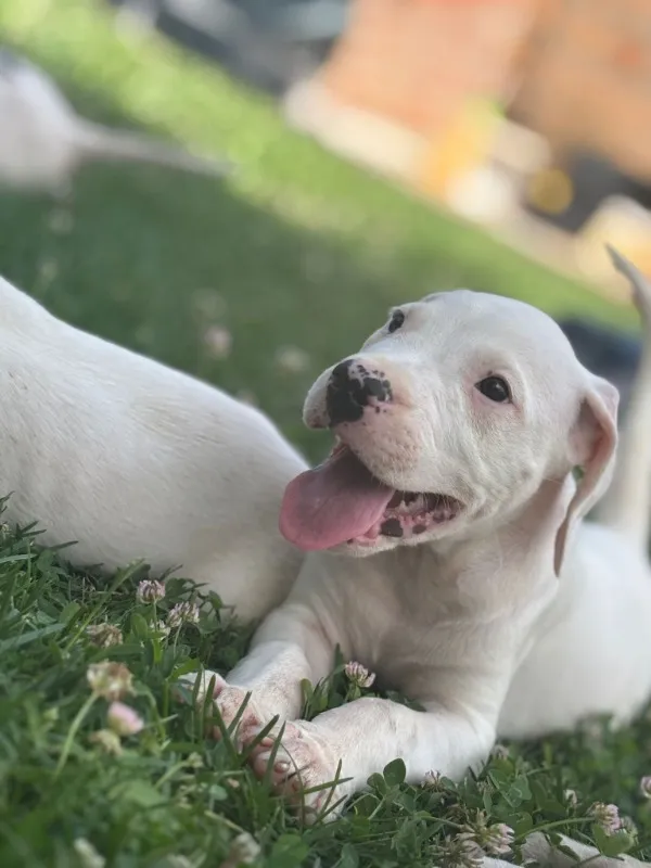 Argentinski pas na prodaju, Inđija (3)