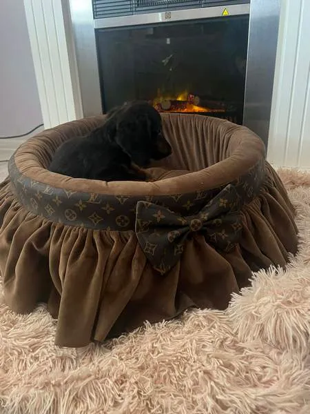 Jazavičar na prodaju, Novi Sad (3)