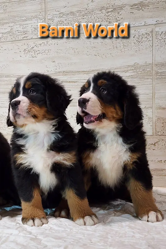 Bernski pastirski pas na prodaju, Paraćin