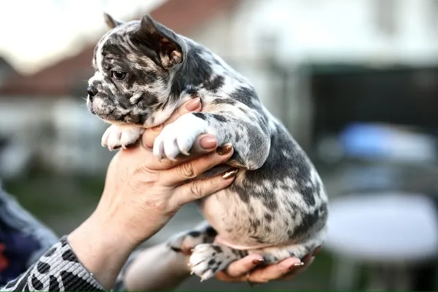 Francuski buldog na prodaju, Beograd (4)