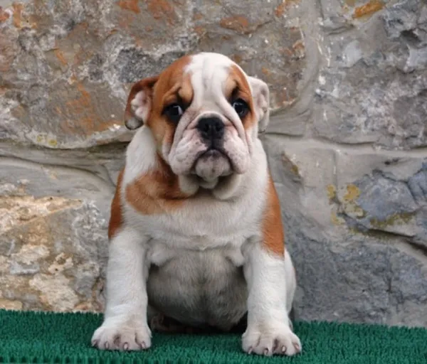 Buldog na prodaju, Beograd (4)