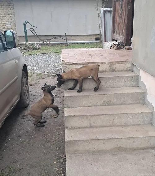 Belgijski ovčar na prodaju, Vrbas (4)