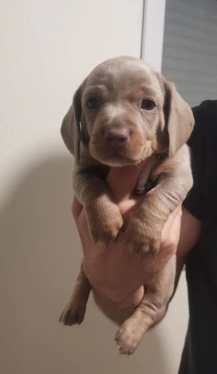 Jazavičar na prodaju, Zrenjanin (2)