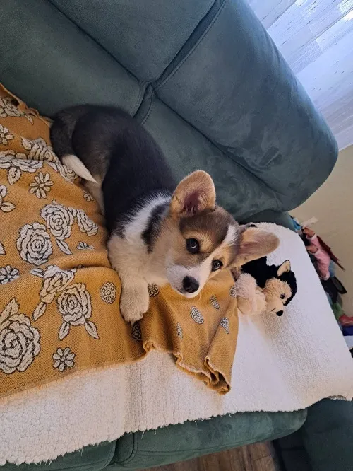 Velški korgi (pembrok) na prodaju, Subotica (5)