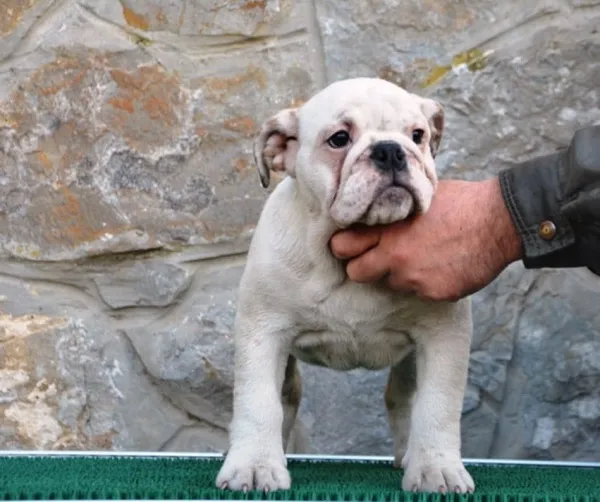 Buldog na prodaju, Beograd (5)