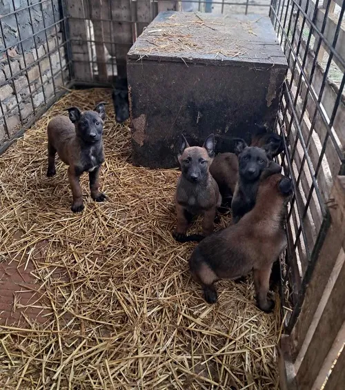 Belgijski ovčar na prodaju, Vrbas (5)