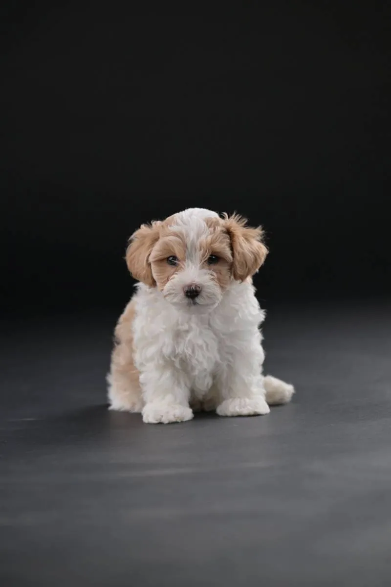 Havanski bišon na prodaju, Beograd (6)