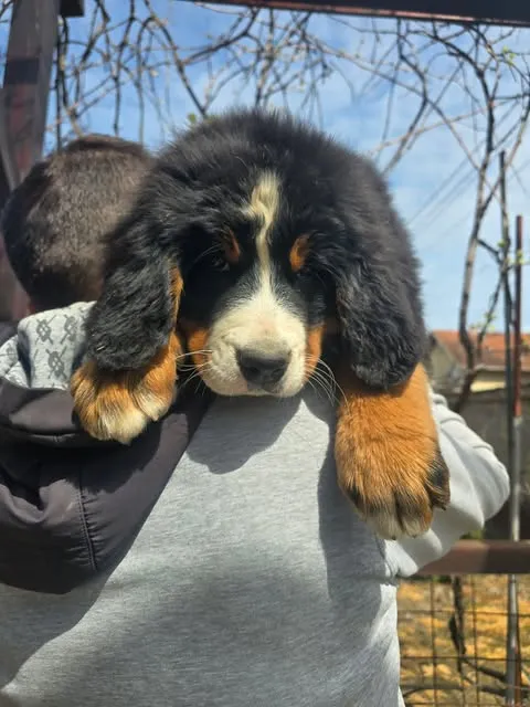 Bernski pastirski pas na prodaju, Novi Sad (5)