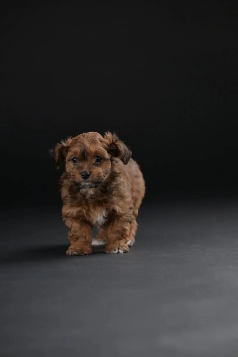 Havanski bišon na prodaju, Beograd (3)