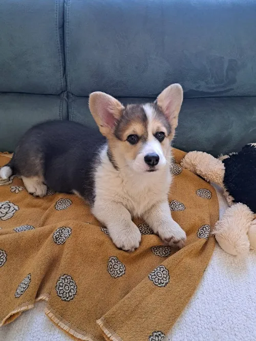 Velški korgi (pembrok) na prodaju, Subotica (6)