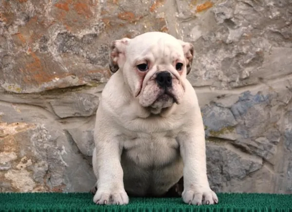 Buldog na prodaju, Beograd (6)